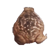 Frog_Froggo_Froge_Ribbit_SPIN.gif
