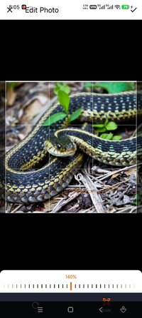 Screenshot_2026-04-27-20-05-31-650_com.ai.snake.identifier.scanner.jpg