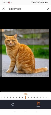 Screenshot_2026-07-04-23-36-23-465_cat.scanner.cat.identifier.jpg