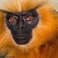 FernandesBR