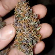 TsunamiKush