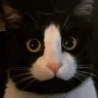 thisisuniqueusernameright