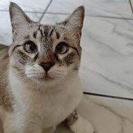 edenkatsam