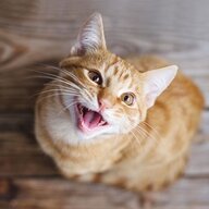 o.omeow