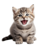 xMuehehe