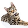 Fengullet