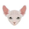 KittensAnon