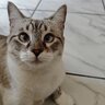 edenkatsam