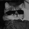 chillcat1911