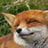 foxsay123