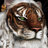 akela_missed
